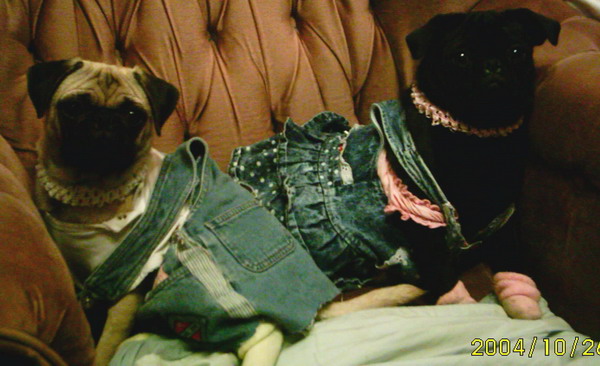 Bwaysinger Loves Pugbutts