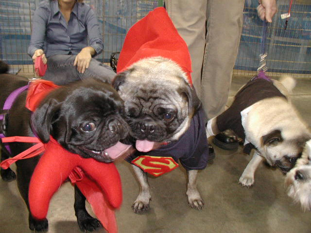 Bwaysinger Loves Pugbutts
